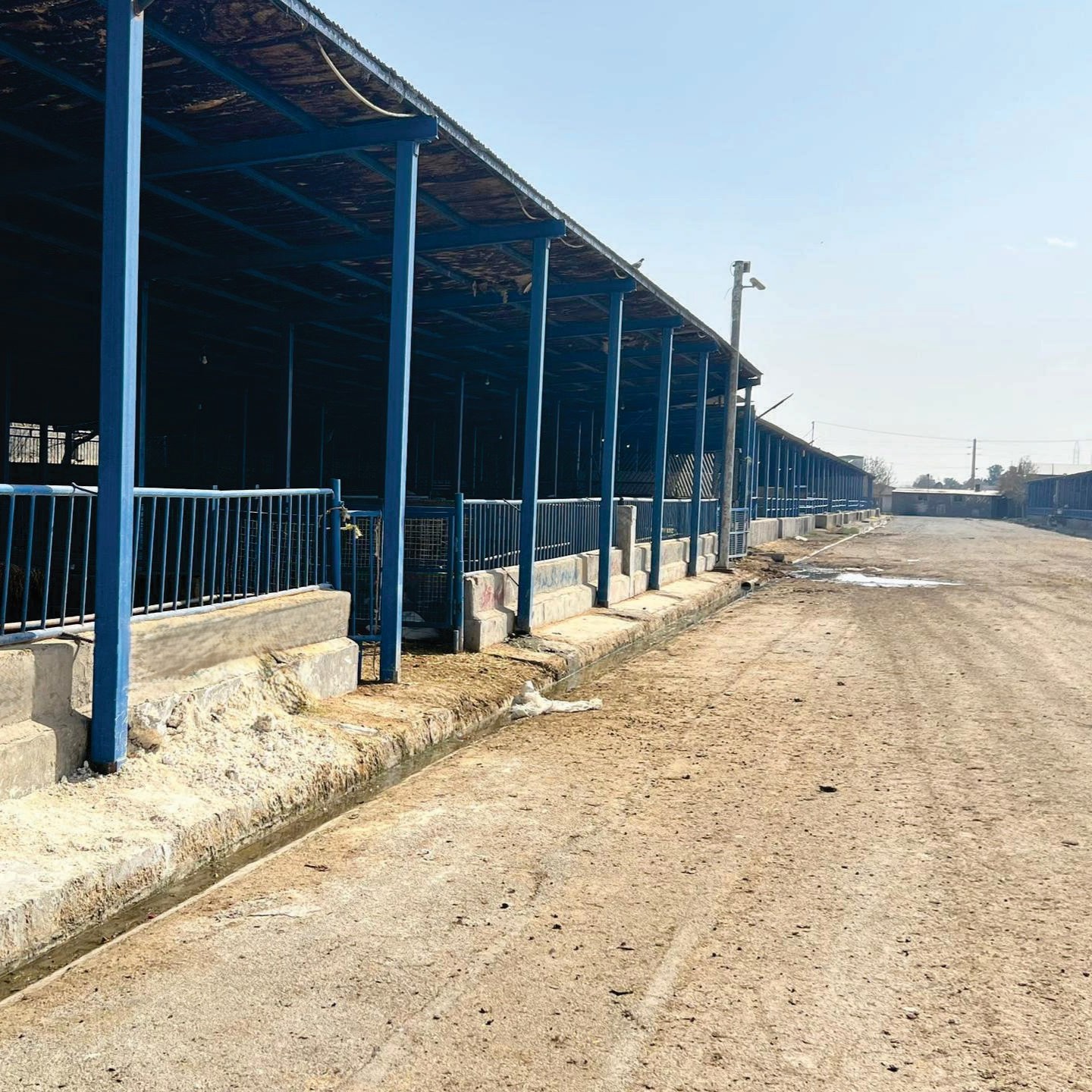 میدان عرضه دام