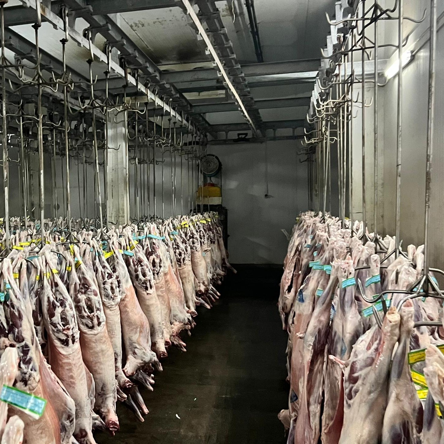 تصویر مغزتکی گوساله